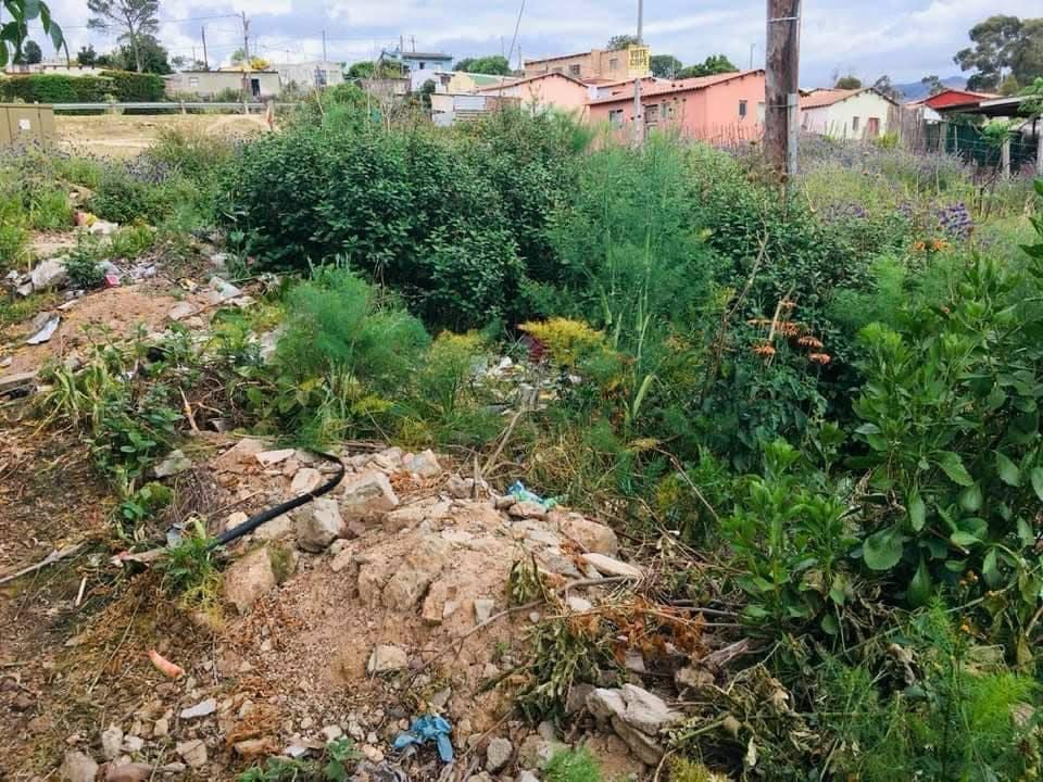 The overgrown former dumping site, with rubble and plants and houses in the background
